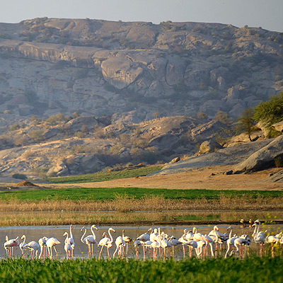 Bird Watching at Jawai Dam