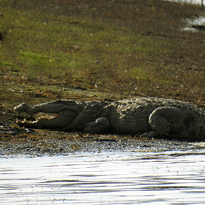 Crocodile spotting in Jawai Dam