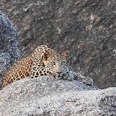 Leopard Safari at Jawai