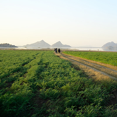 Local Farming